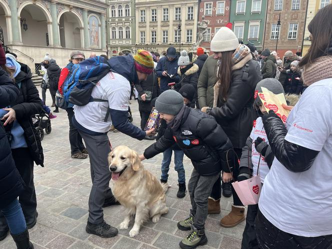 Golden Retriever WOŚP 2024 w Poznaniu. Psiaki też zbierają na dzieciaki. Kwesta na WOŚP i pokazy Golden Retrieverów 