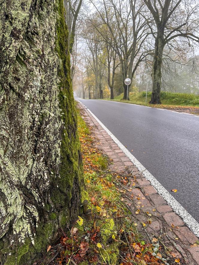 Pancerny Zbyszek" miał furę szczęścia. "Przysnąłem i palnąłem w drzewo"