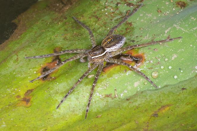 Ten jadowity pająk mieszka w Polsce. Jego ukąszenie powoduje ból głowy, biegunkę i wymioty