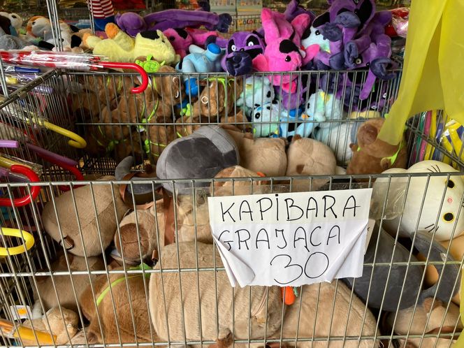Krynica Morska to popularne miejsce na urlop. Jakie sątu ceny?