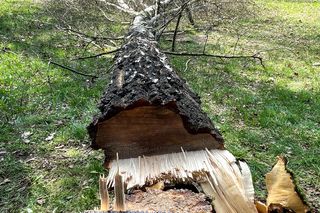 Czy mogę wyciąć drzewo na swojej działce? Jakie drzewa można wycinać bez zezwolenia - obwód pnia ma znaczenie