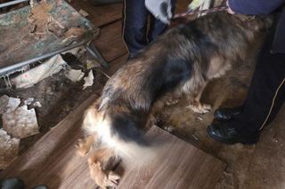 Psy w tragicznych warunkach