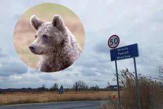 „Po Wrocławiu biega niedźwiadek”. To zgłoszenie postawiło służby na równe nogi 