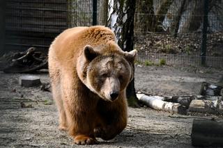 Niedźwiedzie w poznańskim ZOO wybudziły się z zimowego snu