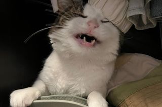 Pobity i skatowany przez właściciela. Kot Pandek przeszedł prawdziwą metamorfozę