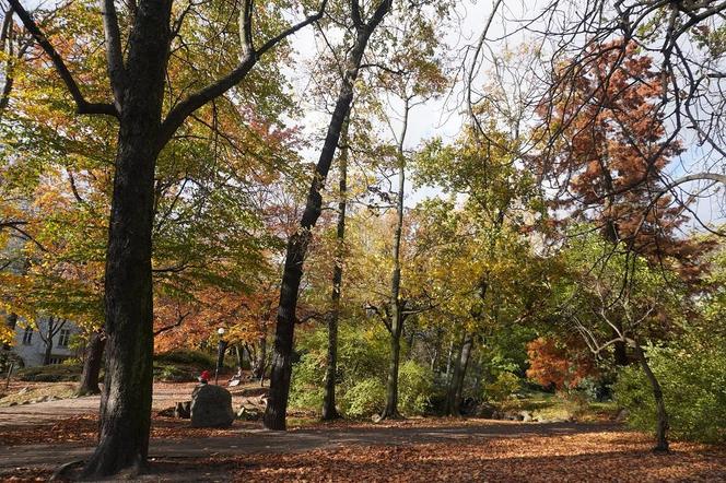 Park Wilsona