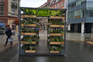 Zielona lauba w Katowicach