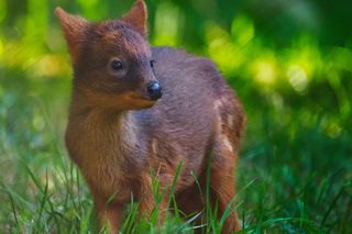 W warszawskim zoo urodził się drugi najmniejszy jeleń świata. Opiekunowie szukają imienia dla tej piękności