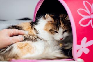 Czy trzeba szczepić koty niewychodzące przeciwko wściekliźnie? To ważne! 