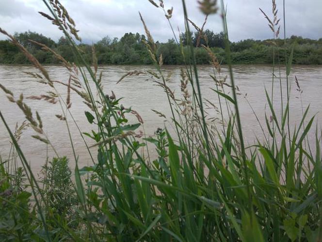 Wysoki Dunajec pod Tarnowem! Biała przy Azotach też przybiera