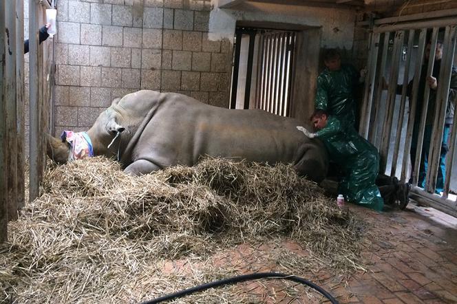 In vitro u samicy nosorożca z poznańskiego zoo