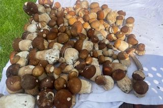 Wysyp grzybów w woj. lubelskim? Czytelniczka znalazła ponad 100 okazów!