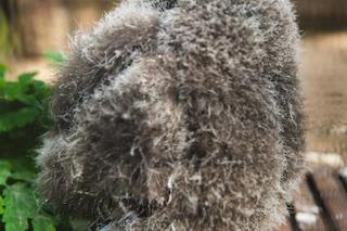 We Wrocławskim zoo wykluły się śnieżnobiałe puchacze. Są rozkoszne!