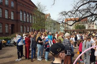 Zające chodzące i z czekolady w centrum Leszna
