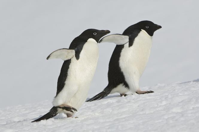 pingwin, pingwiny
