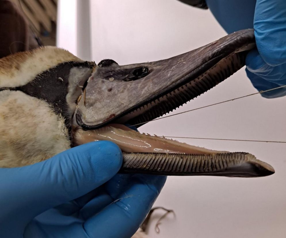 Śmierć w żyłce. Warszawskie ptaki masowo giną przez śmieci wędkarzy