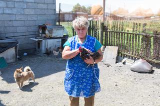 kogut za głośno piał, pozostawił po sobie wdowy.