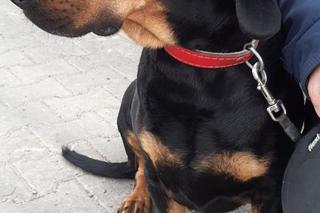 Pan Jarek i jego pies uratowali ludzkie życie