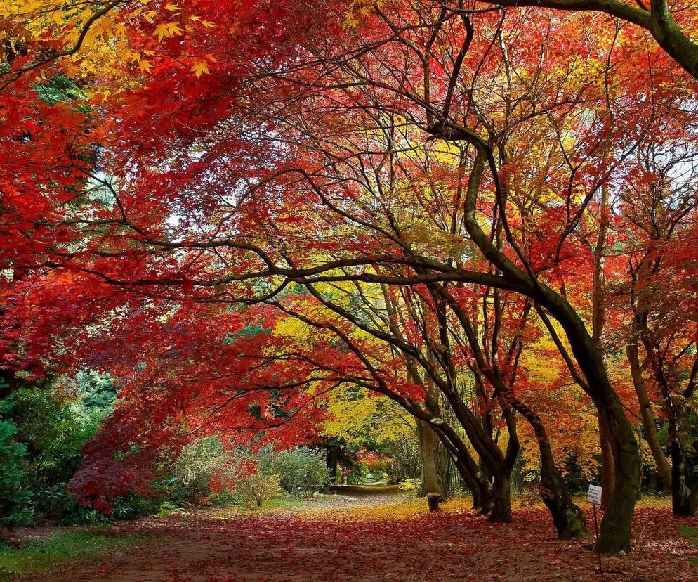 Arboretum w Rogowie