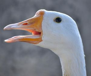 Tak wygląda 11 listopada na świecie