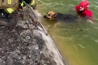 Pies ruszył na ratunek tonącemu przyjacielowi