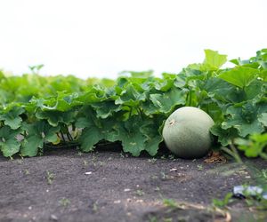 Czy wycinać pędy boczne arbuza? [Porada eksperta]