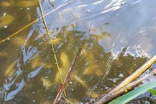 Śnięte ryby w Jeziorze Budzieszowskim