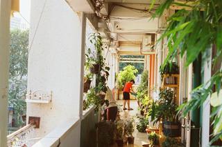 Niektóre rośliny zachowują piękno i dobrą kondycję nawet w największe upały 