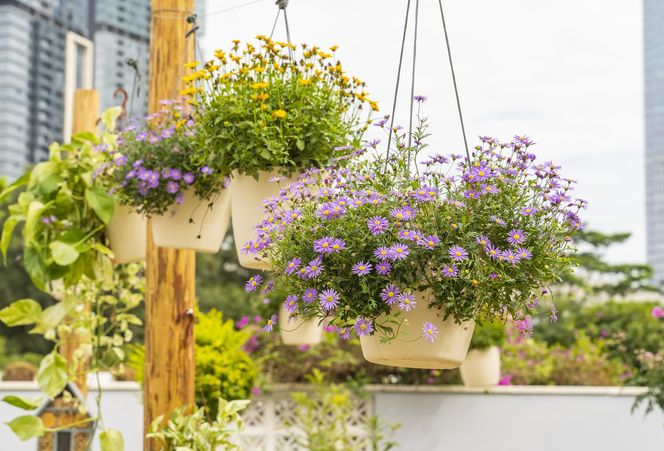 Kwiaty na jesienny balkon