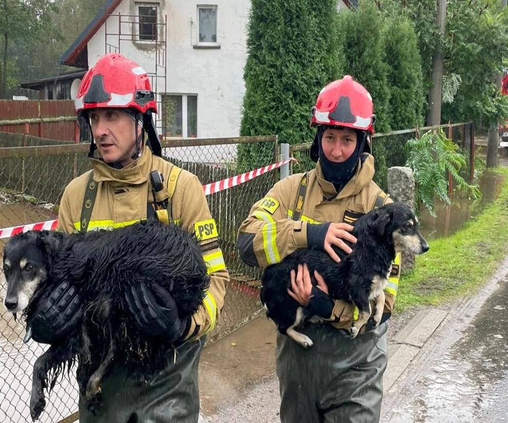 Powodzie w Polsce. Jak zabezpieczyć zwierzęta na wypadek powodzi? OTOZ Animals apeluje