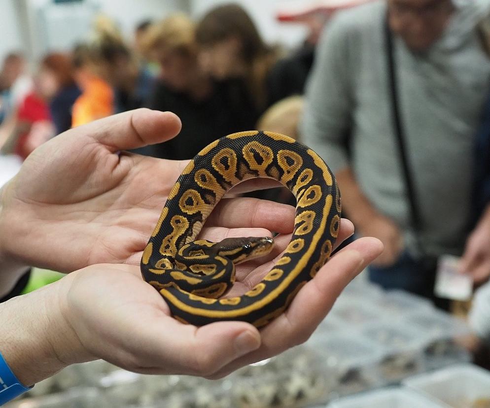 Egzotyczne zwierzęta powracają do Hali Expo! Zobaczycie je już w marcu