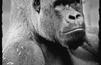 Warszawskie ZOO. Goryl M’Tonge Mutek