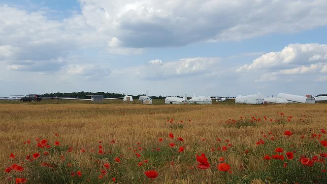 ​Nie ma zawodów, nie ma imprez, ale są szybowce. Dużo ich na lotnisku w Lesznie