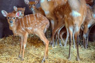 W zoo we Wrocławiu trwa prawdziwy baby boom!  Już ponad 50 maluchów