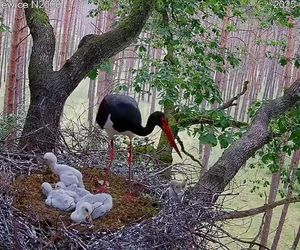 Bocian czarny wyrzucił z gniazda dwa pisklaki