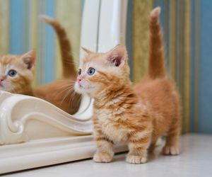 Słodkie imiona dla kotek