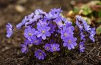 Przylaszczka pospolita (Hepatica nobilis) 