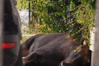 Pościg za Łosiem w Warszawie. Wielki zwierz wymykał się obławie