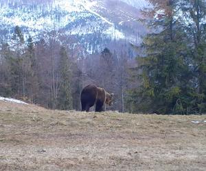 Niedźwiedź w Beskidzie Żywieckim złapany w fotopułapce
