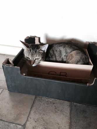 Pudełko w pudełku, a w nim kot... Polecamy schronienie na upały