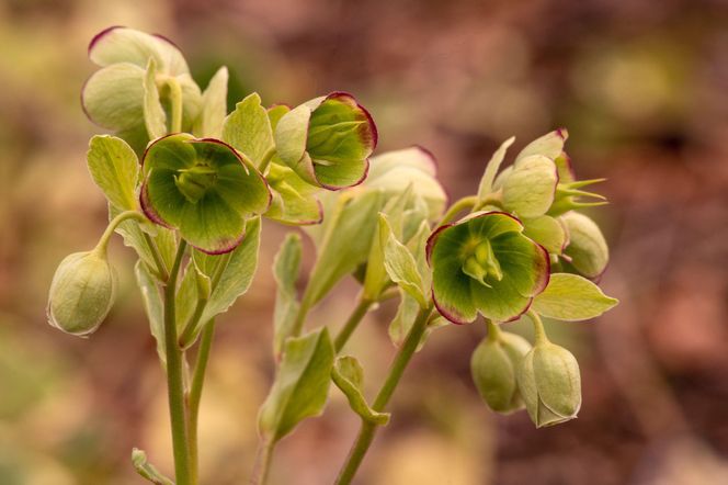 Ciemiernik cuchnący