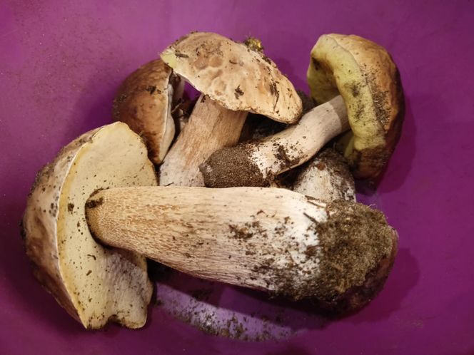 Gdzie na grzyby 2025 Mapa grzybów