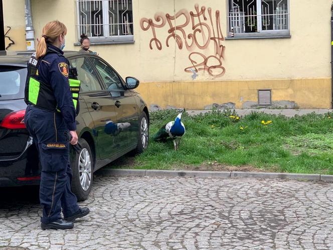 Paw ruszył do premiera. Straż miejska interweniuje.