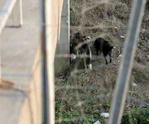 Na ziemi leży różaniec i pudełko z Matką Boską. Wstrząsający obraz po katastrofie autokaru na Chorwacji