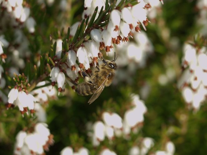 Najpopularniejsze rośliny miododajne do ogrodu i na działkę