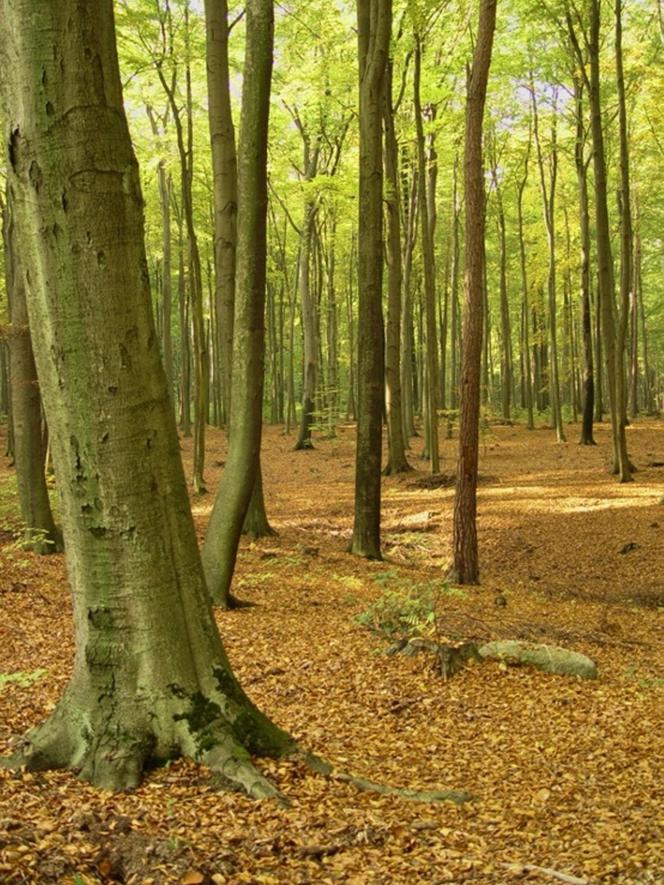 Park Krajobrazowy Wzniesień Łódzkich