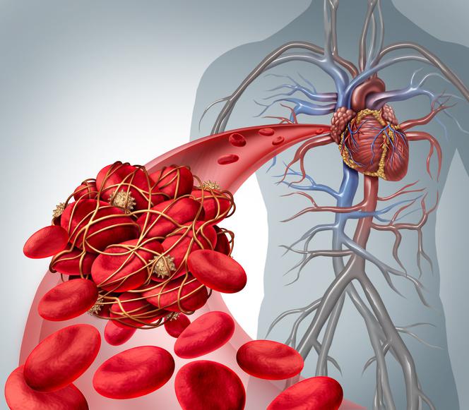 Układ krwionośny: budowa