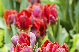 tulipany4.jpg