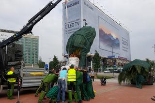 Palmy wróciły na rynek w Katowicach
