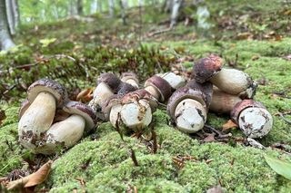 Rozpoczęło się jesienne grzybobranie!